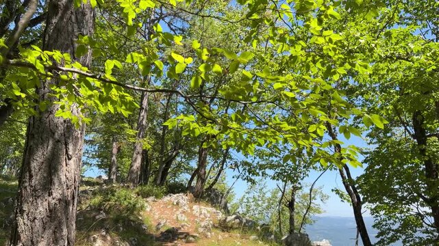 A tilt-up shot moves from a rocky forest overlook to a sunlit green canopy at Banjska Stena on Tara Mountain, Serbia, with tree trunks, limestone rocks and blue sky.