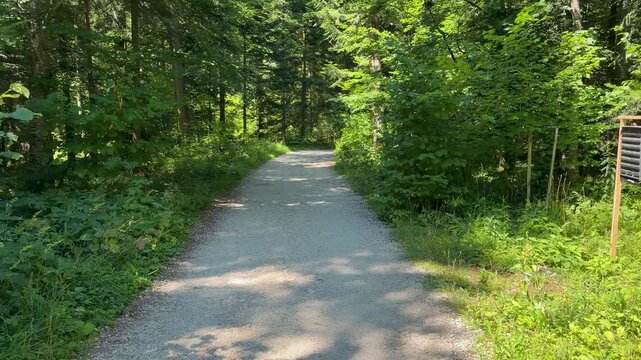A forward tracking shot follows a cobblestone road through dense green forest toward Banjska Stena viewpoint on Tara Mountain, with sunlight filtering across the path.
