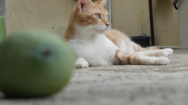 Relaxed Orange Tabby Cat with a Fresh Green Mango Blurred in the Foreground Outdoors