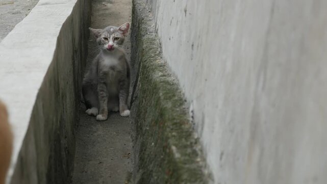 Gray Cat Scratching Its Neck in a Narrow Outdoor Alley Close Up