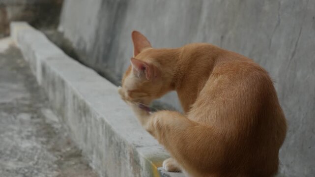 Orange Tabby Cat Grooming Its Paw While Sitting on a Concrete Ledge Outdoors