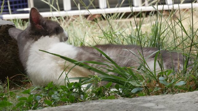 Gray and White Cat Resting in Tall Grass on a Sunny Day Outdoors
