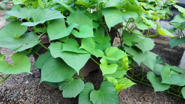 夏のプランターで育つサツマイモ｜青々と茂るつると葉の家庭菜園
