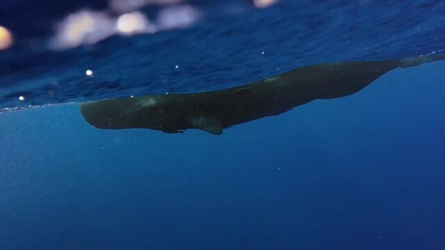 Sperm Whale Swimming Beneath the Ocean Surface