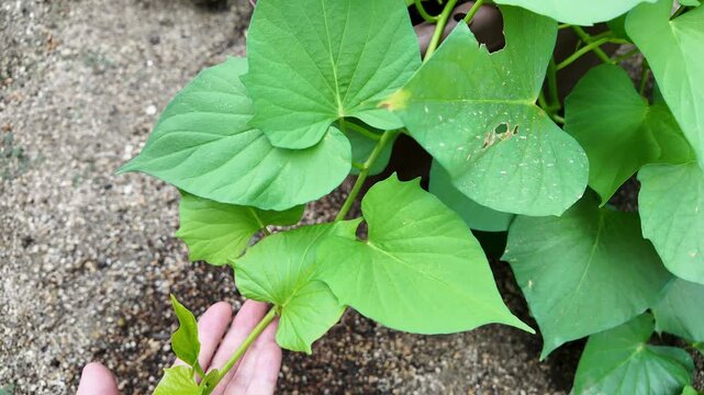 夏のプランターで育つサツマイモ｜青々と茂るつると葉の家庭菜園