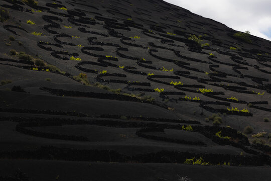 La Geria Lanzarote Curved Vineyard Wall Pattern