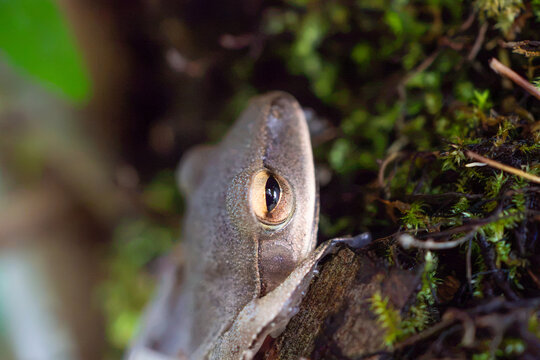 grey tree frog eye among green moss in nature