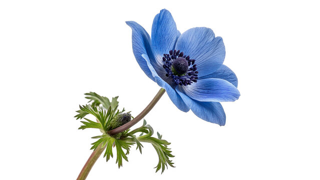 Beautiful blue anemone flower windflower delicate spring bloom isolated on transparent background cut out