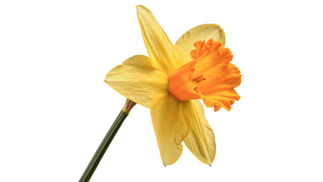 Beautiful bright yellow daffodil narcissus spring flower isolated on transparent background cut out
