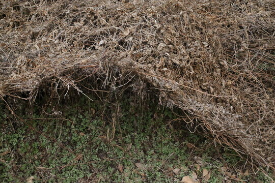 close up of a grass