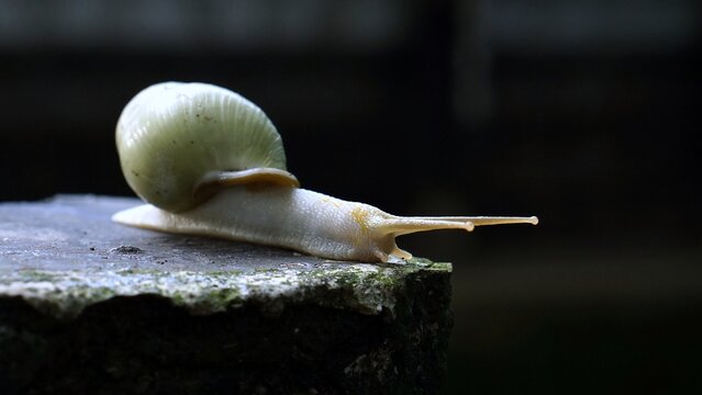 Macro close-up of a white garden snail crawling on a dark stone surface.