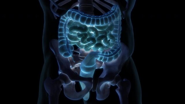 Human Digestive System Anatomy Animation Concept