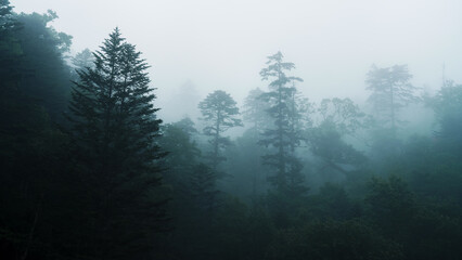 Fog drifting through dense forest trees in Hokkaido © lee