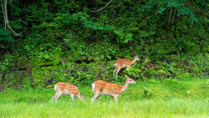 Naklejka premium Group of Hokkaido sika deer grazing on green grass