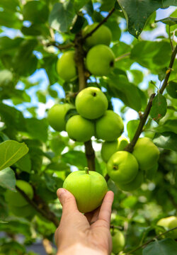 Apples on a tree. Selective focus.