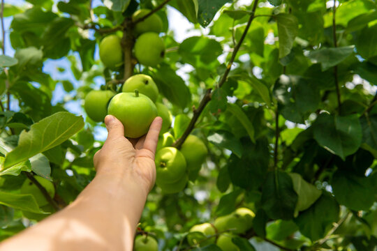 Apples on a tree. Selective focus.