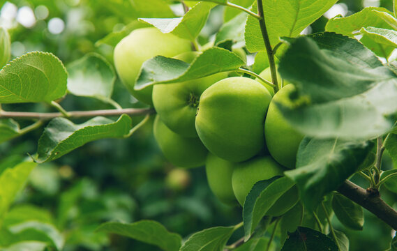 Apples on a tree. Selective focus.