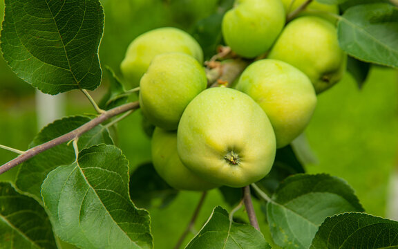 Apples on a tree. Selective focus.