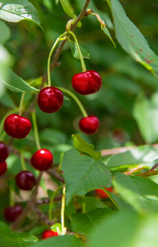 Ripe cherries on a tree. Selective focus.
