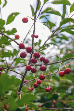 Ripe cherries on a tree. Selective focus.