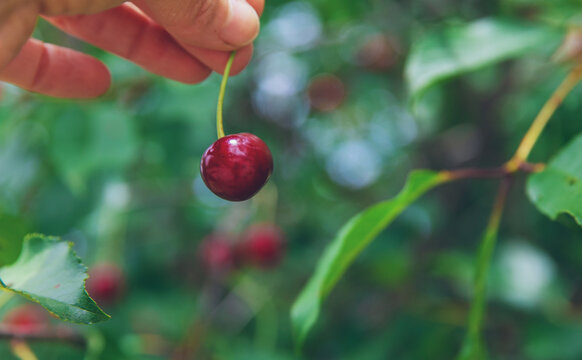 Ripe cherries on a tree. Selective focus.