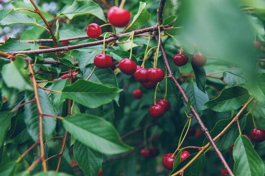 Ripe cherries on a tree. Selective focus.