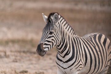 Obraz premium Plains Zebras in the dry Boteti River Bed, Botswana, Africa