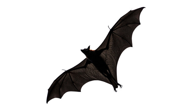 Spooky black vampire bat flying silhouette halloween holiday decoration isolated on transparent background cut out