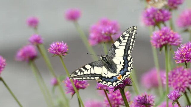 Yellow Swallowtail (Papilio machaon) moving around on a pink flower in Zurich, Switzerland