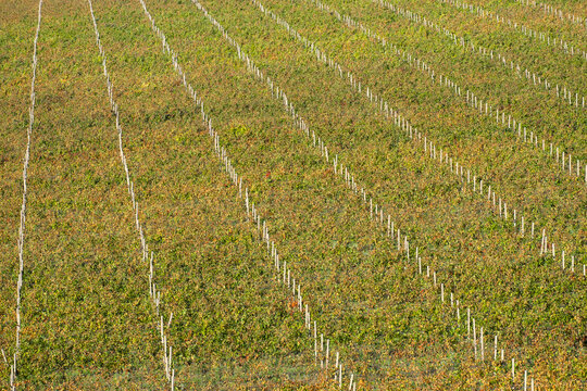 aerial view autumn vineyard background with diagonal pattern in Bosnia and Herzegovina (2)