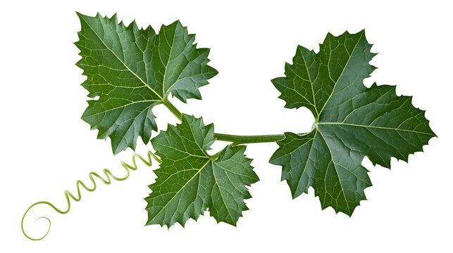 Green grape leaves with tendril on white