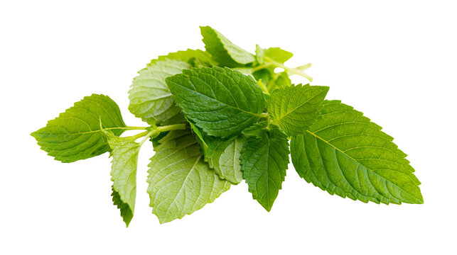 Fresh green mint leaves sprig