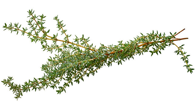 Fresh thyme herb sprigs with small green leaves