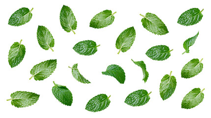 Fresh green mint leaves scattered © Veikko