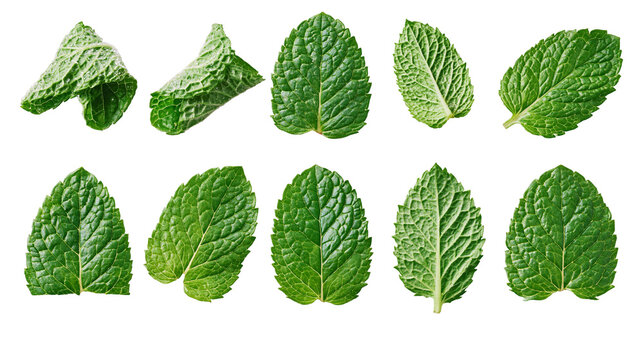 Fresh green mint leaves with textured surface