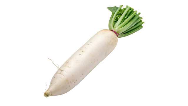 Fresh raw long white daikon radish root crop vegetable isolated on transparent background