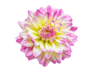 Fototapeta premium close up of dahlia flower isolated on transparent background, top view