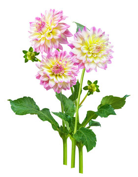 bouquet of blooming dahlia flowers isolated on transparent background