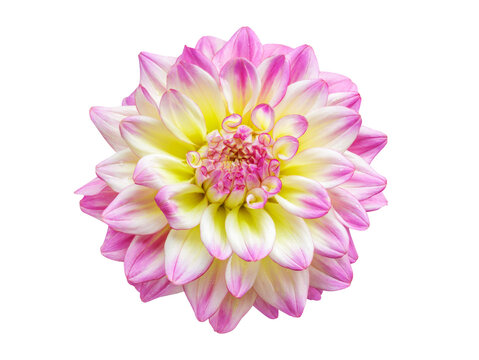 close up of dahlia flower isolated on transparent background, top view