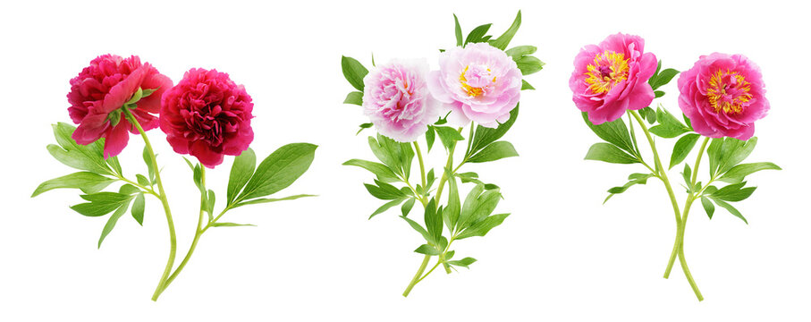 set of various bouquets of colorful peonies flower isolated on transparent background