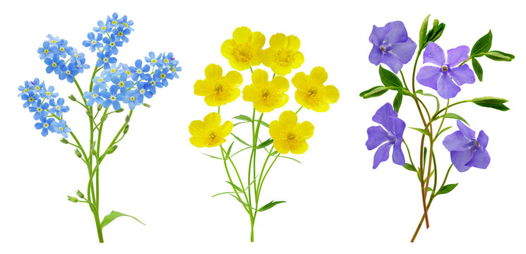 set of various spring flowers isolated on transparent background
