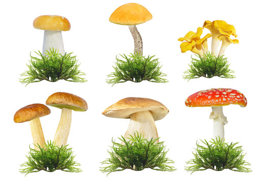 set of various mushrooms in green moss isolated on transparent background