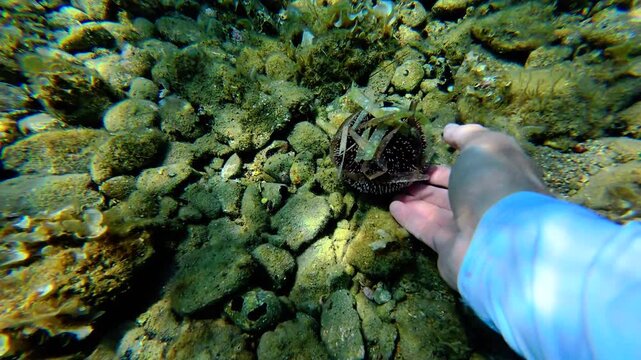 Snorkeling in the sea. Underwater shot. Sea ​​urchin.
