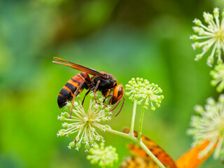 ウドの花蜜を吸うヒメスズメバチ © Antelope