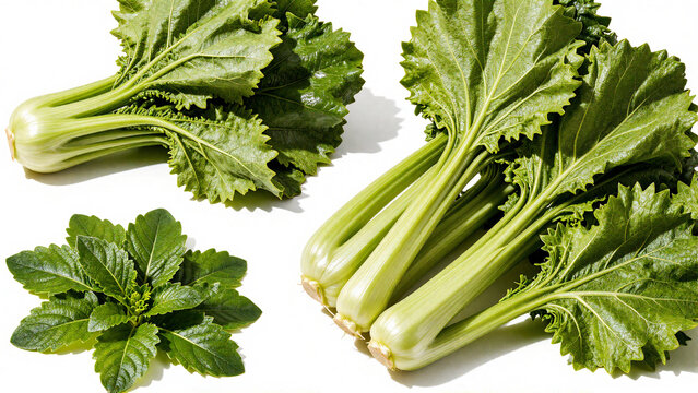 Fresh green leafy vegetables and herbs on a white background