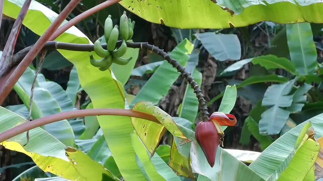 A horizontal Full HD shot capturing a rare wild banana plant (Musa acuminata) in a tropical rainforest, showcasing a beautifully curved long stem with a dark red blossom and a small bunch.