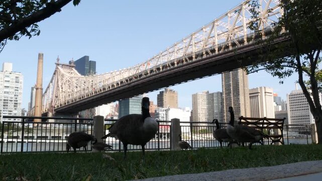 New York City Manhattan Midtown Queensboro bridge architecture, United States. Bridge over East River, East Side from Roosevelt island, urban park nature, wild goose on grass lawn, duck bird migration