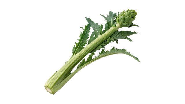 Fresh green stem of raw rapini broccoli rabe vegetable isolated on transparent background