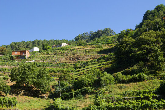 Landscapes Along the Hiking Route from Os Peares to Mirador Alto de Picota viewpoint in Ribeira Sacra, Galicia, Spain