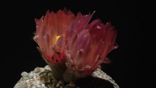 Cactus flower opening time-lapse, isolated on clean background.